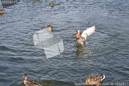 Image of Ducks in pond