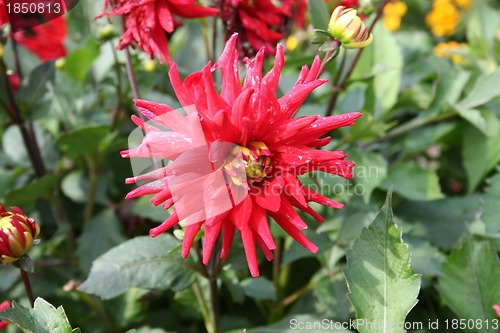 Image of Cactus Dahlia