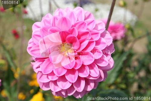 Image of Pink Dahlia