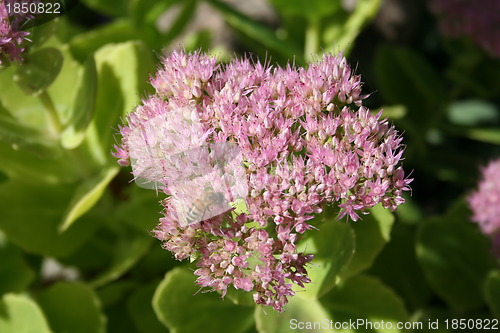 Image of Sedum flowers with bee