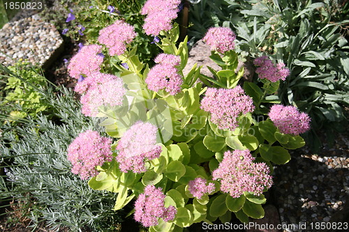 Image of Sedum 