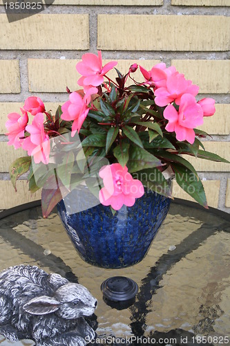 Image of Potted plant with pink flowers