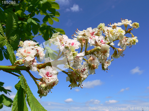 Image of Aesculus hippocastanum