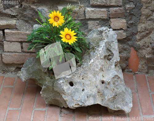 Image of flower and stone