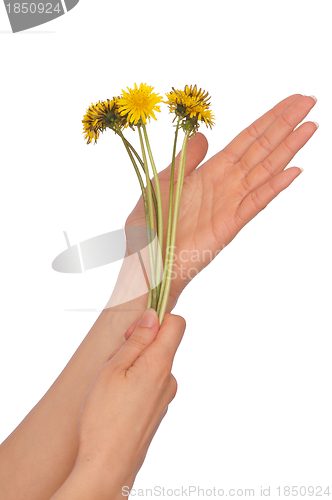 Image of yellow dandelions