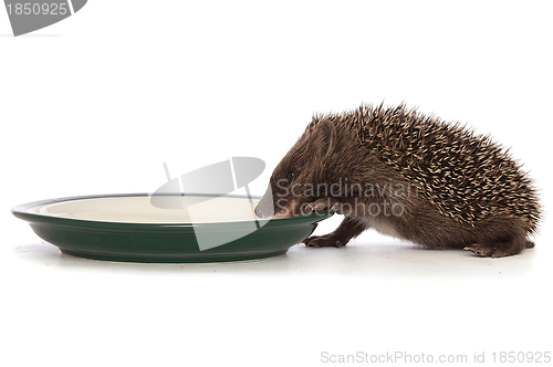 Image of hedgehog