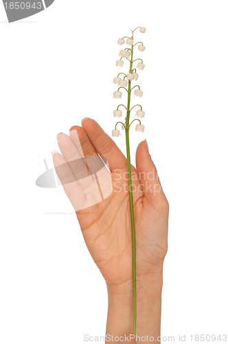 Image of lily of the valley