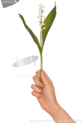 Image of lily of the valley