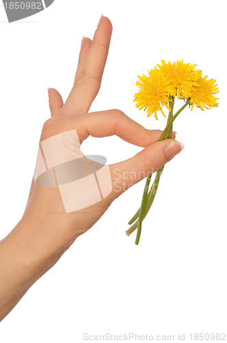 Image of yellow dandelions