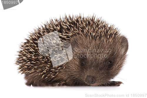 Image of hedgehog