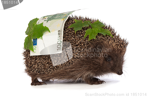 Image of hedgehog with euro profit