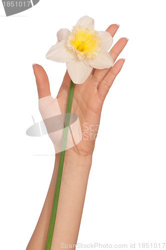 Image of white narcissus