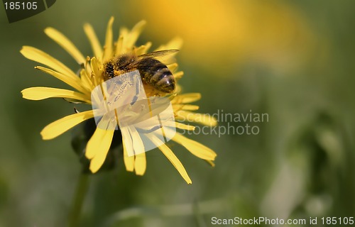 Image of The bee