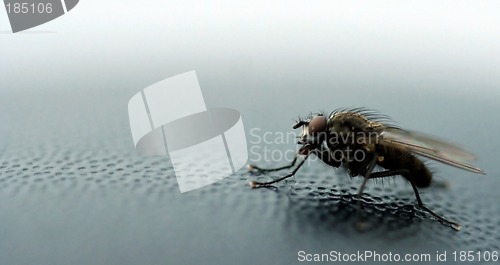 Image of Fly