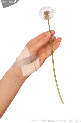 Image of blowball