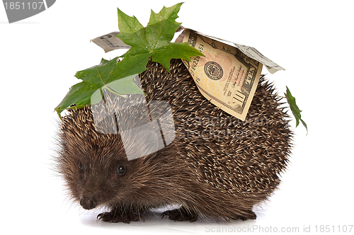 Image of hedgehog with money profit