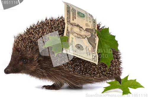 Image of hedgehog with money profit