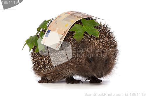 Image of hedgehog with euro profit