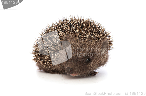 Image of hedgehog