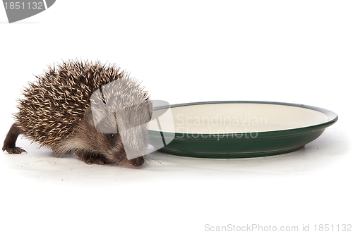 Image of hedgehog