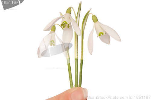 Image of snowdrops