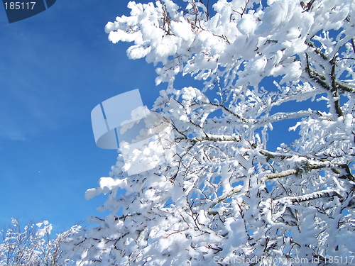 Image of Trees with snow