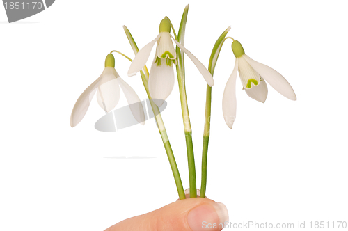 Image of snowdrops