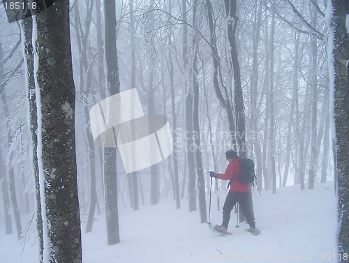 Image of Snow shoeing