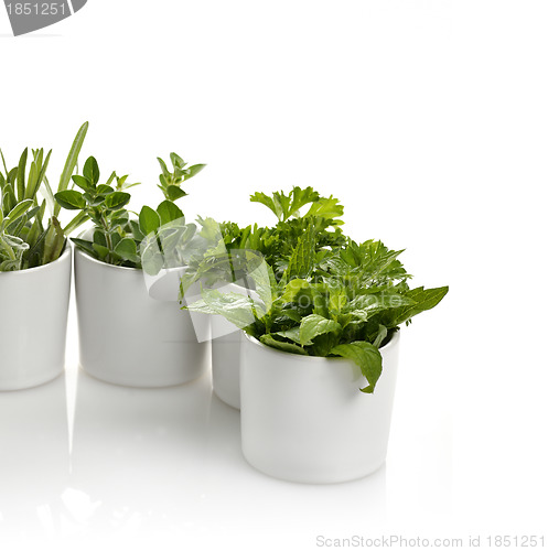 Image of Fresh Herbs