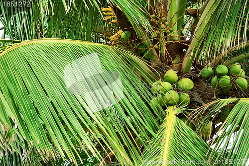 Image of Coconut Palm Tree