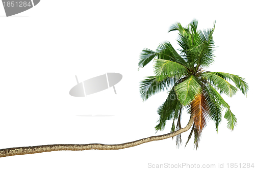 Image of The bent coconut tree
