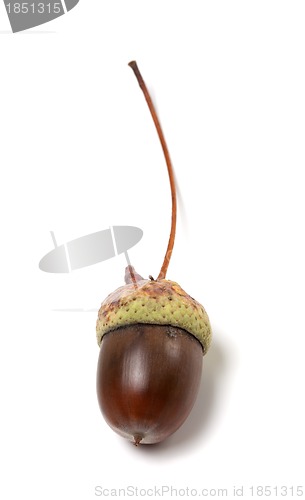 Image of Fallen acorn on white background