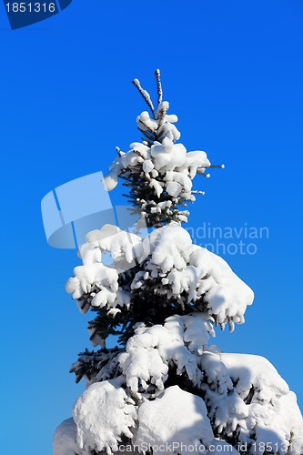 Image of Winter fir tree