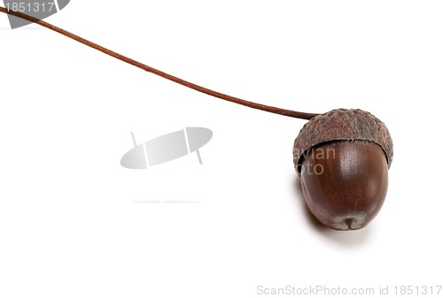 Image of Autumn acorn on white background