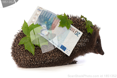 Image of hedgehog with euro profit
