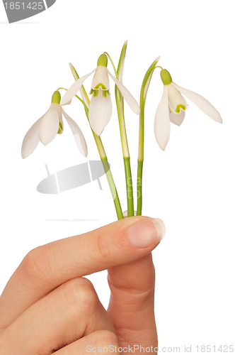 Image of snowdrops