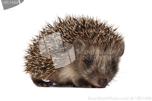 Image of hedgehog