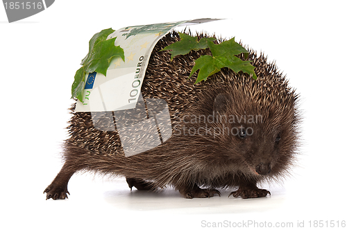 Image of hedgehog with euro profit