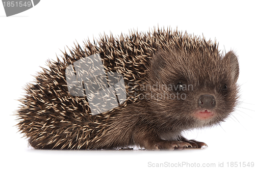 Image of hedgehog