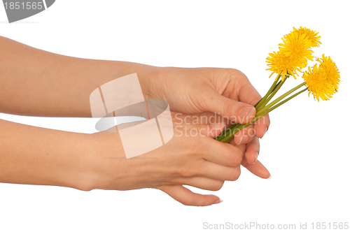 Image of yellow dandelions