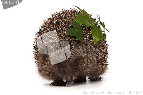 Image of hedgehog