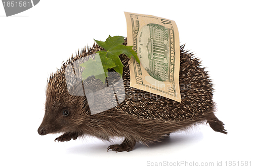 Image of hedgehog with dollars profit