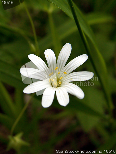 Image of wild flower