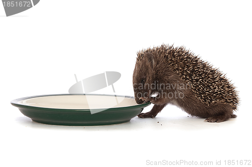 Image of hedgehog