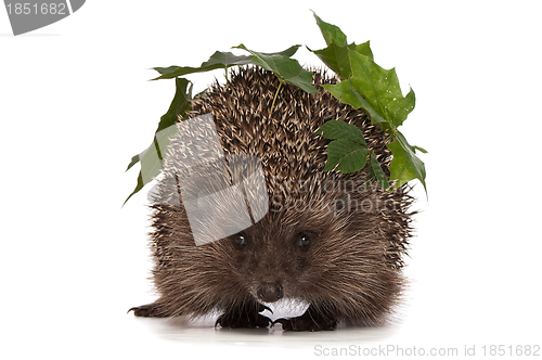 Image of hedgehog