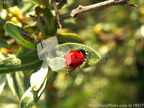 Image of ladybird