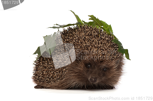 Image of hedgehog