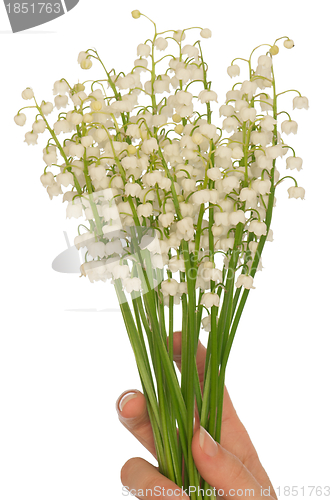 Image of lily of the valley