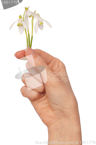 Image of snowdrops