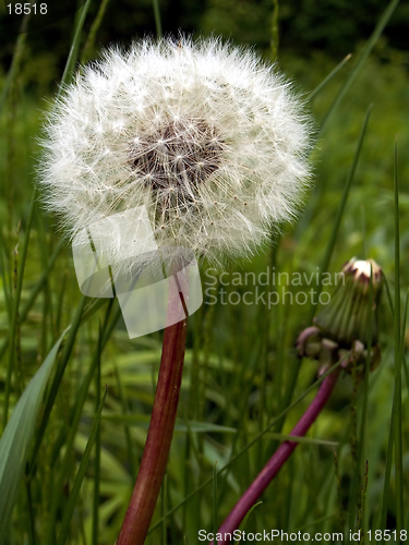 Image of dandelion